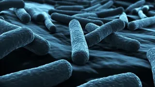 E. Coli Bacteria