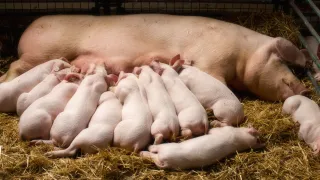 Piglets feeding on mama pig