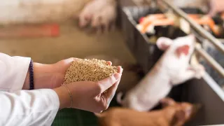 Hands holding animal feed