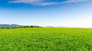 A green field of crops