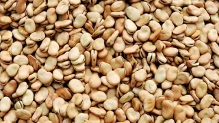 Faba beans