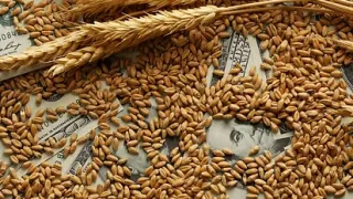 Wheat kernels and sheafs on top of dollar bills