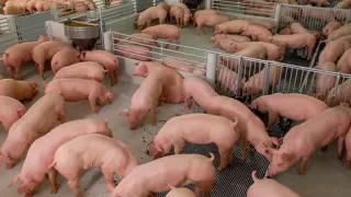 A group of pigs