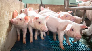 Pigs indoor in chute