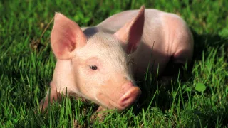 A piglet lies in the green grass