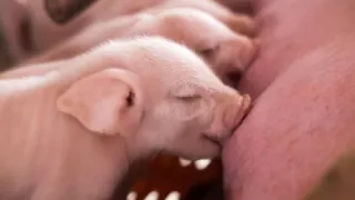 piglets