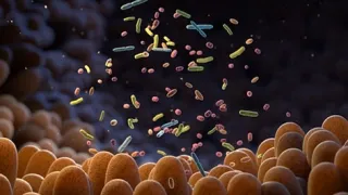 microscopic illustration of the microbiome