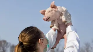 A person holding a piglet