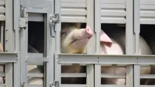 Livestock transport
