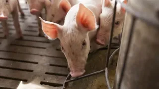 A pig eating at a feeder