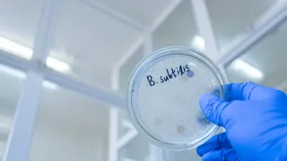 petri dish