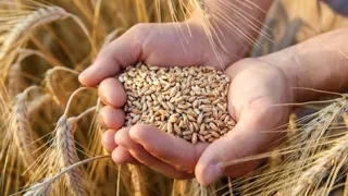 Hands holding wheat kernels