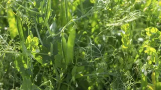 Amarillo Field Peas