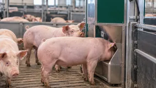 Pigs at a precision feeder