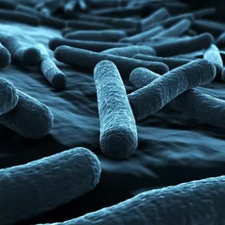 E. Coli Bacteria