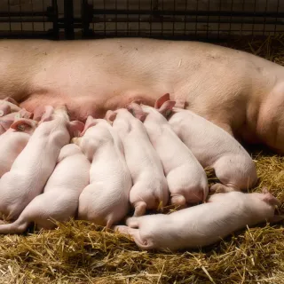 Piglets feeding on mama pig