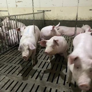 Finishing pigs in a small group