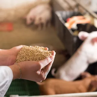 Hands holding animal feed