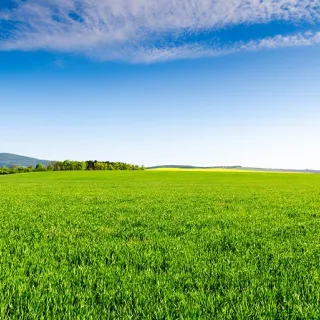 A green field of crops