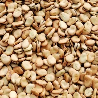 Faba beans