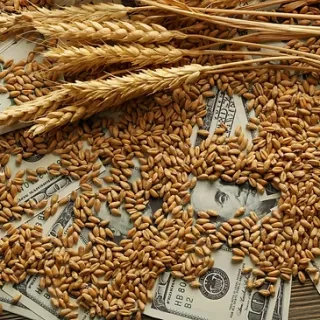 Wheat kernels and sheafs on top of dollar bills