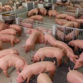 A group of pigs