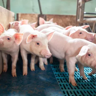 Pigs indoor in chute