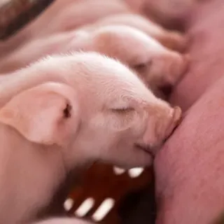 piglets