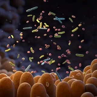 microscopic illustration of the microbiome