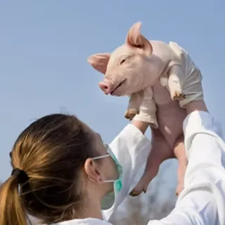 A person holding a piglet