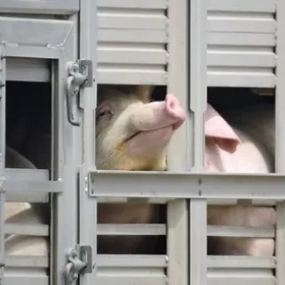 Livestock transport