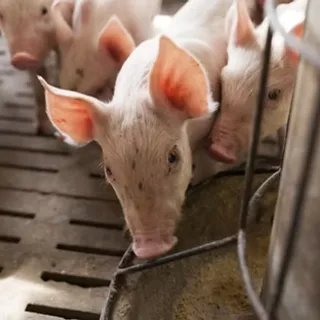 A pig eating at a feeder