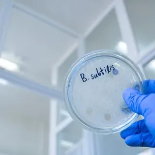 petri dish