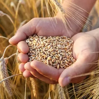 Hands holding wheat kernels