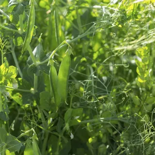Amarillo Field Peas
