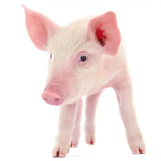 Piglet on white background