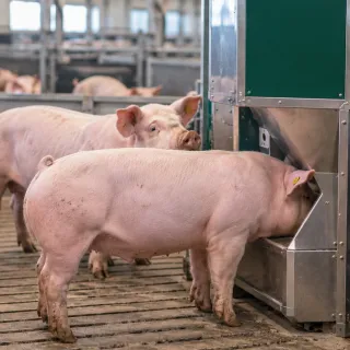 Pigs at a precision feeder