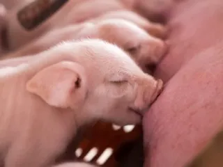 piglets